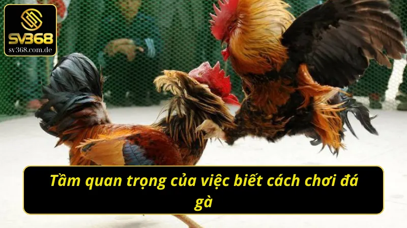 Lý do cần phải học cách chơi đá gà cho người mới