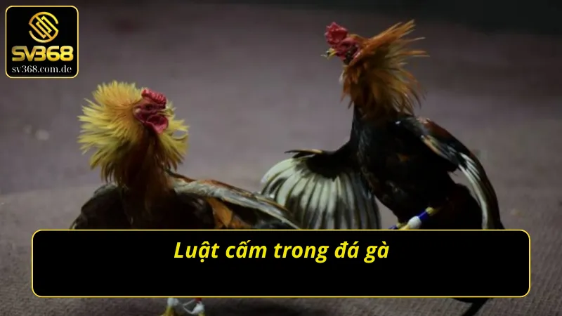 Nắm rõ luật cấm khi tìm hiểu cách chơi đá gà cho người mới