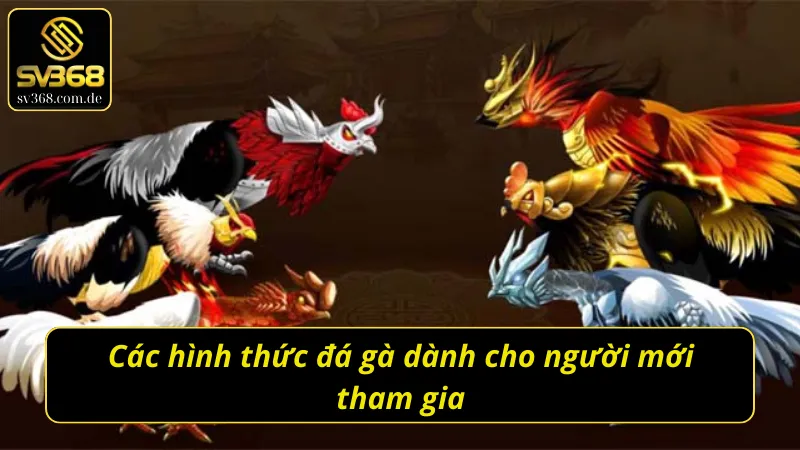 Cách chơi đá gà cho người mới qua các hình thức thi đấu