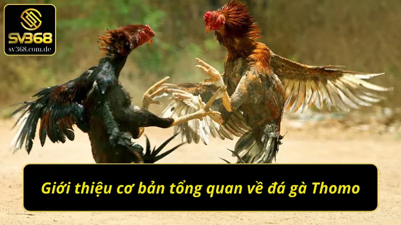 Giới thiệu cơ bản tổng quan về đá gà Thomo SV368