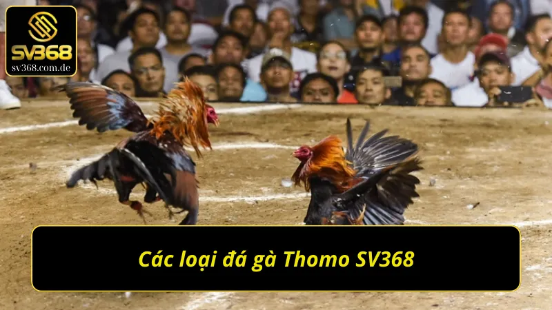 Các loại đá gà Thomo SV368