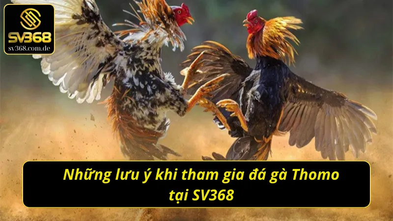 Những lưu ý khi tham gia đá gà Thomo SV368