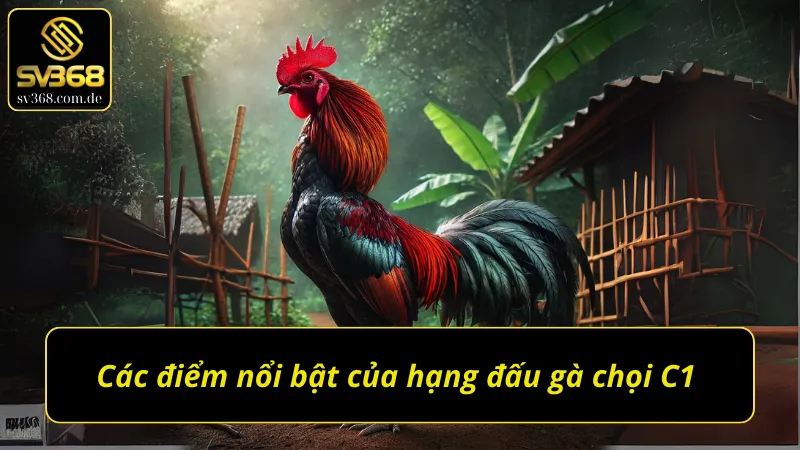 Những điểm độc đáo của giải gà chọi C1 đỉnh cao