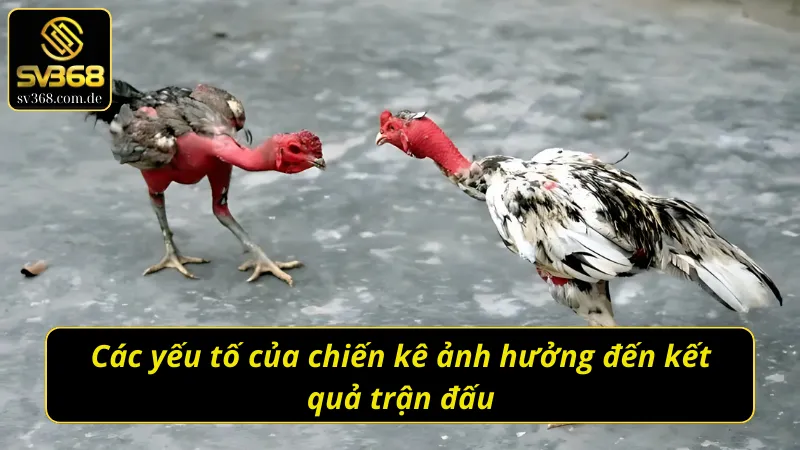Ghi nhớ những yếu tố của chiến kê ảnh hưởng đến trận gà chọi C1 đỉnh cao