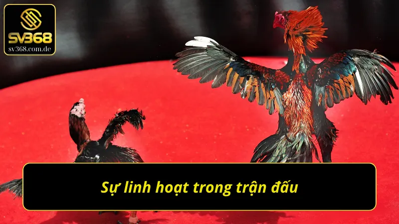 Chiến kê cần sự linh hoạt trong mọi trận đấu gà chọi C1