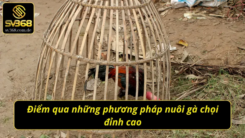 Chế độ nuôi gà chọi C1 đỉnh cao không phải ai cũng nắm chắc
