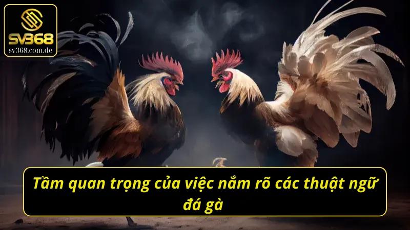Vai trò của việc nắm rõ các thuật ngữ đá gà